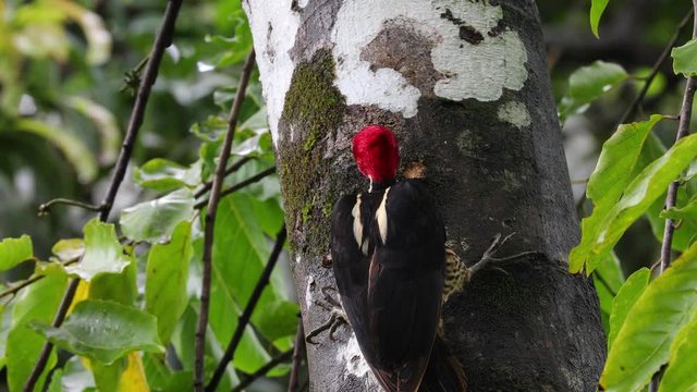 Pale billed red headed woodpecker in Costa Rica