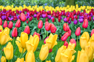 Fototapeta premium Rows of tulips and other flowers in a garden in the Netherlands.