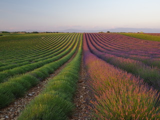 rows of young plants in a field