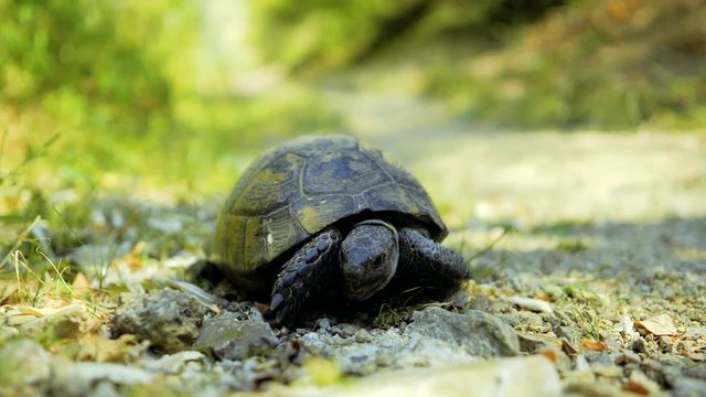 Spur thighed turtle (Testudo graeca) in natural habitat