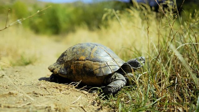Spur thighed turtle (Testudo graeca) in natural habitat