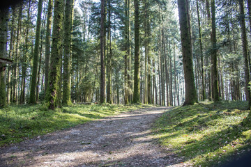 Waldlandschaft im Hotzenwald