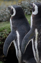 Obraz premium Magellanic penguins in the Otway Sound and Penguin Reserve.