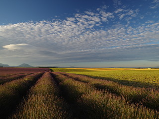 Obraz premium green field and blue sky