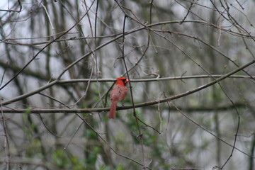 Cardinal on a Branch 2020 II