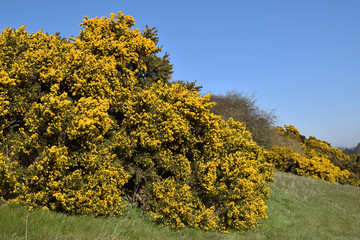 Fototapeta premium Spring in the fields