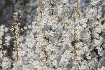 Blütenmeer an einem Baum im Frühling