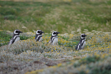 Magellanic penguins in the Otway Sound and Penguin Reserve.