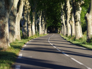 road in the forest