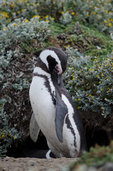 Fototapeta premium Magellanic penguin preening in the Otway Sound and Penguin Reserve.