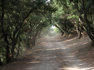 road in the forest