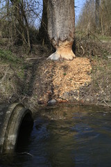 Baumstamm mit kaputter Baumrinde und Holzspänen