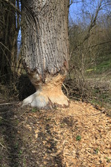 Baumstamm mit kaputter Rinde - Biberbiss