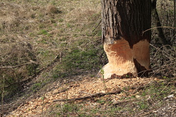 Baumstamm mit Baumrinde angefressen durch einen Biber