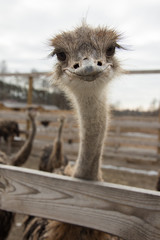 Ostrich, young ostriches on an ostrich farm