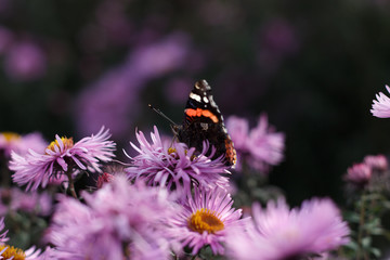 Bright purple flower in evening park. Pink petals. Violet flower in summer time with butterfly. Vanessa atalanta. Admiral. Close up shot of little chrysanthemums. Autumn garden in blooming season.