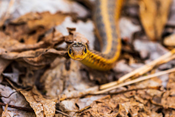 closeup of a snake