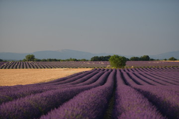 Plakat lavender field in france