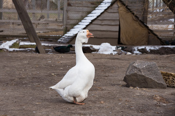 goose, white domestic goose walks in the poultry yard