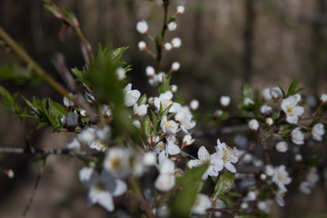 White flower on brunch. Blooming spring tree in garden. Cherry tree in spring time. Close up shot of little flower in park. Seasonal flowering on grey background. Blooming cherry-tree. Close up.