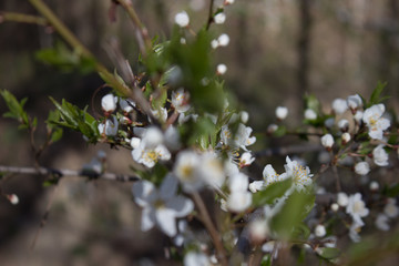 White flower on brunch. Blooming spring tree in garden. Cherry tree in spring time. Close up shot of little flower in park. Seasonal flowering on grey background. Blooming cherry-tree. Close up.