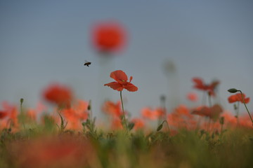 Fototapeta na wymiar poppy field of poppies