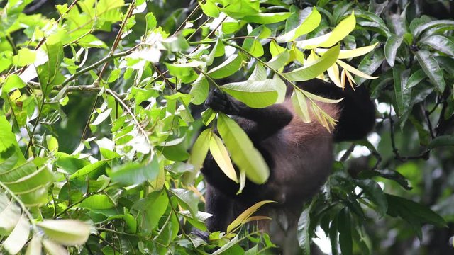 Golden Mantled Howler Monkey in Costa Rica Tortuguero