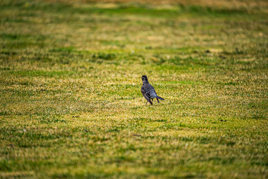 Robbin in the grass