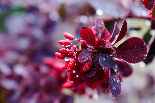 Wet twig of red barberry Japanese barberry with drops of water on the leaves after rain. Close-up