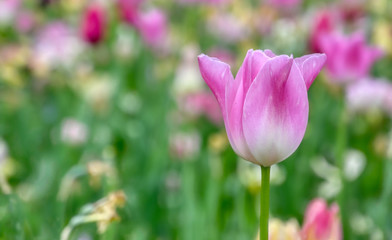 Rows of tulips and other flowers in a garden in the Netherlands.