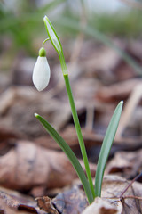 Snowdrop, the first flower of the year.