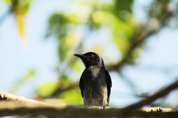 birds