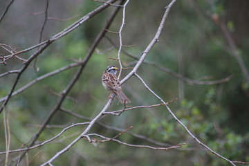 Finch on a twig 2020 I 