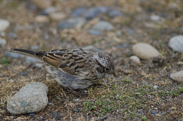 Juvenile rufous-collared sparrow in the Otway Sound and Penguin Reserve.