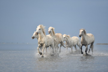 horses in water