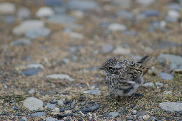 Juvenile rufous-collared sparrow in the Otway Sound and Penguin Reserve.