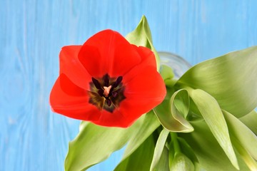 Beautiful red tulip flowers with soft focus on blurred blue wooden background. One red flower. Seasonal spring flower. Tulip petals  close up. 