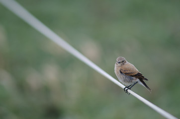Bird perched on rope in the Otway Sound and Penguin Reserve.