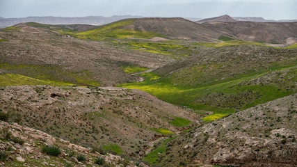 Fototapeta na wymiar Blooming mustard at Judaean desert