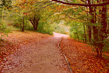 CAMINO ENTRE ARBOLES EN OTOÑO