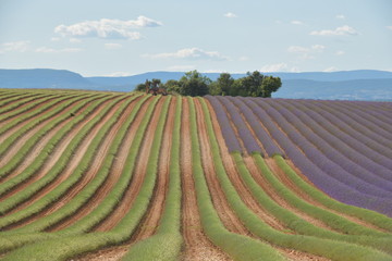 landscape with wheat field and blue sky