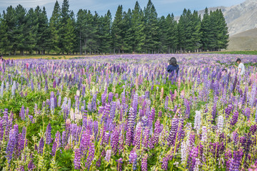 lavender field in South island New Zealand