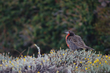 Long-tailed meadowlark Leistes loyca on the ground.