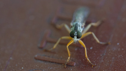 fly