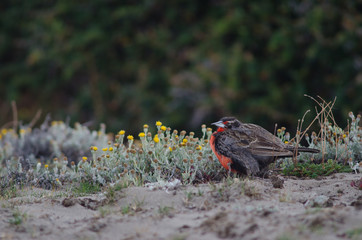 Long-tailed meadowlark Leistes loyca on the ground.