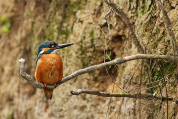 Male common kingfisher, alcedo atthis, sitting on a root at vertical riverbank near nesting den entrance. Colorful bird with orange belly feathers in courting season. Animal in natural environment.