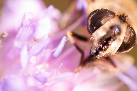 Closeup photo of a bee in a purple flower eating nectar, selective focus