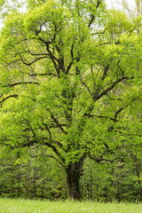 New growth greenery in Cades Cove spring.