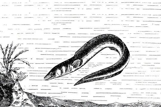 CONGER (Conger conger) - Vintage Engraved Illustration 1889