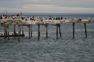 Imperial shags Leucocarbo atriceps in the Loreto pier.